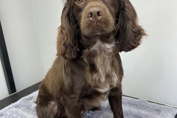 Photo associated with Happy Paws dog grooming