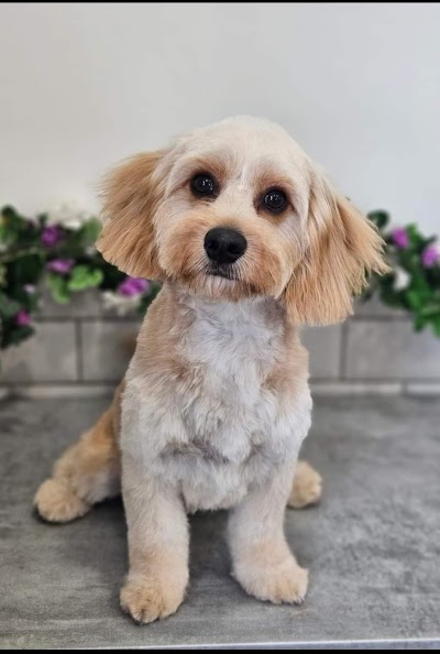 Photo associated with The Groomers - Dog grooming by danielle