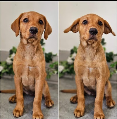Photo associated with The Groomers - Dog grooming by danielle