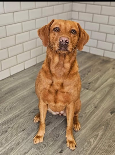 Photo associated with The Groomers - Dog grooming by danielle