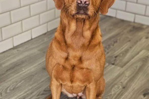 Photo associated with The Groomers - Dog grooming by danielle