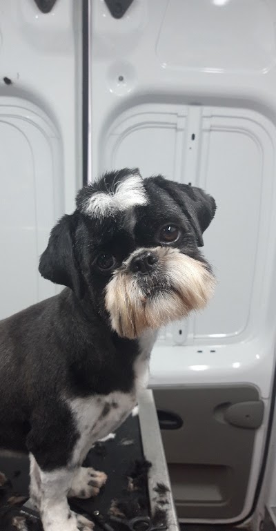 Photo associated with Gibsons Grooms (Mobile Dog Groomer)