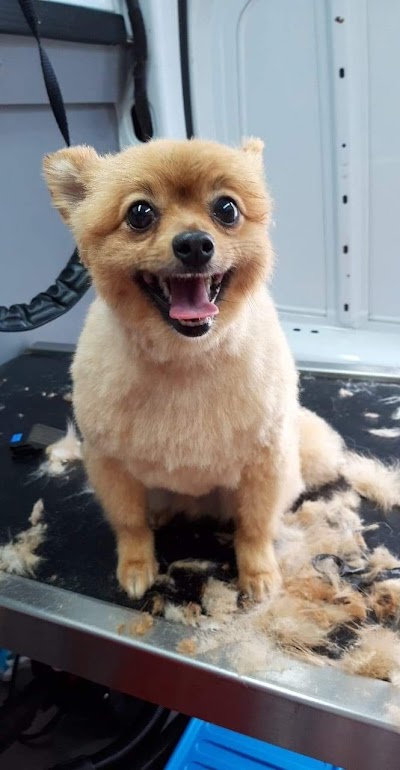Photo associated with Gibsons Grooms (Mobile Dog Groomer)