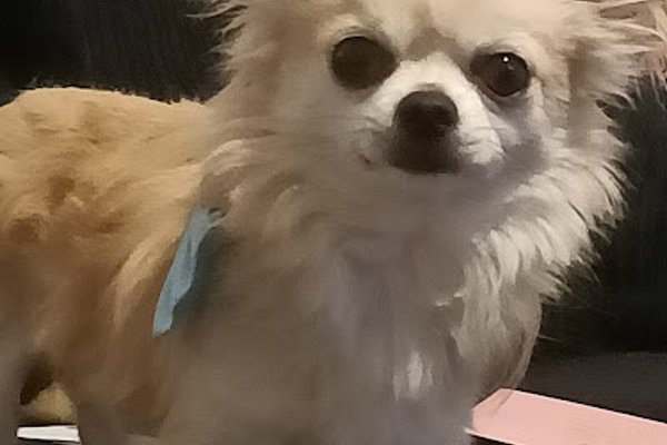 Photo associated with Pedigree Cuts