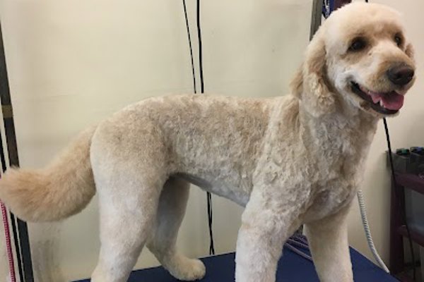 Photo associated with Smart Pets Grooming