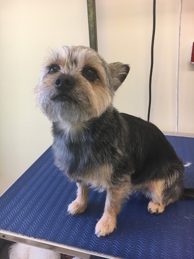 Photo associated with Smart Pets Grooming