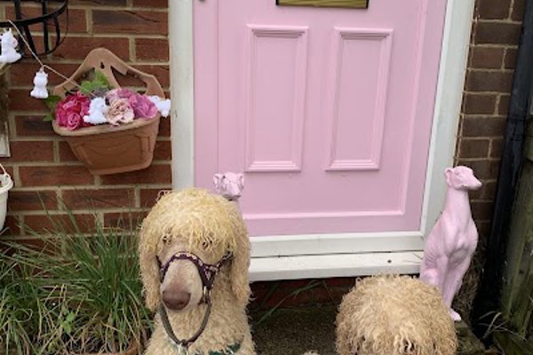 Photo associated with Rachael's Mobile Dog Grooming