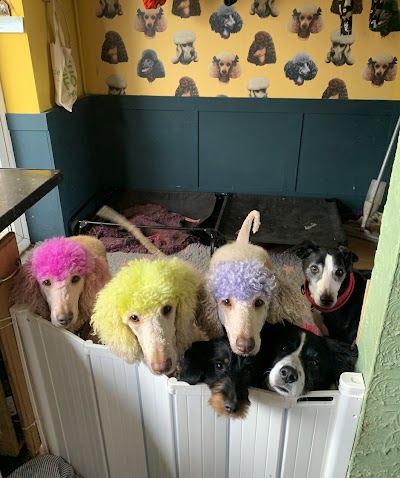 Photo associated with Rachael's Mobile Dog Grooming