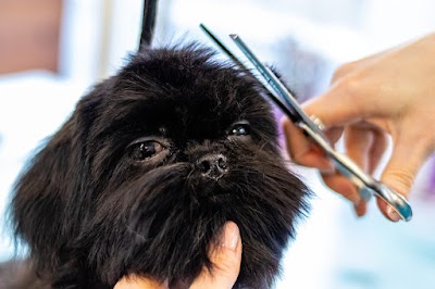 Photo associated with Barking Salon Dog Groomers