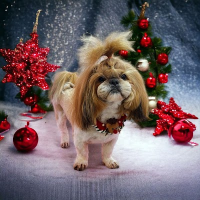 Photo associated with Teddy Bear Dog Grooming