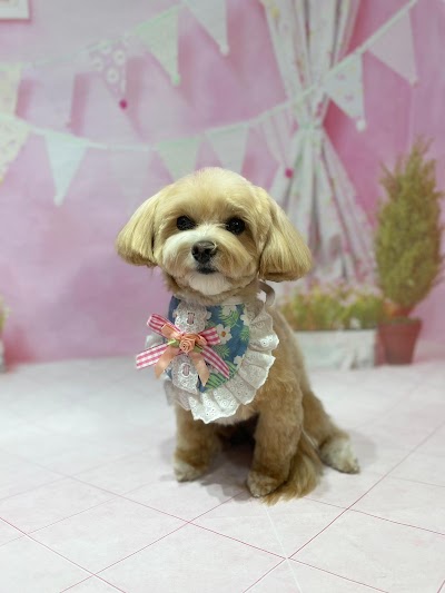 Photo associated with Teddy Bear Dog Grooming