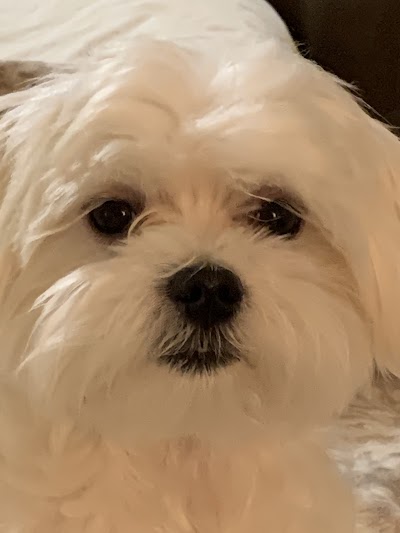 Photo associated with Cut N Go Dog Grooming Salon