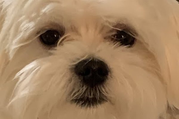 Photo associated with Cut N Go Dog Grooming Salon