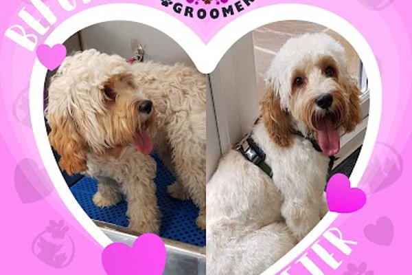 Photo associated with The Dog Groomer