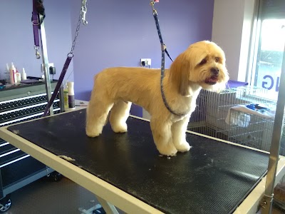 Photo associated with Hairy Tails Dog Grooming