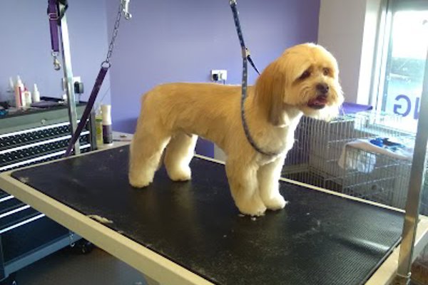 Photo associated with Hairy Tails Dog Grooming