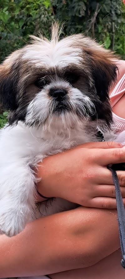 Photo associated with Pawsh Wash Professional Dog Grooming Services