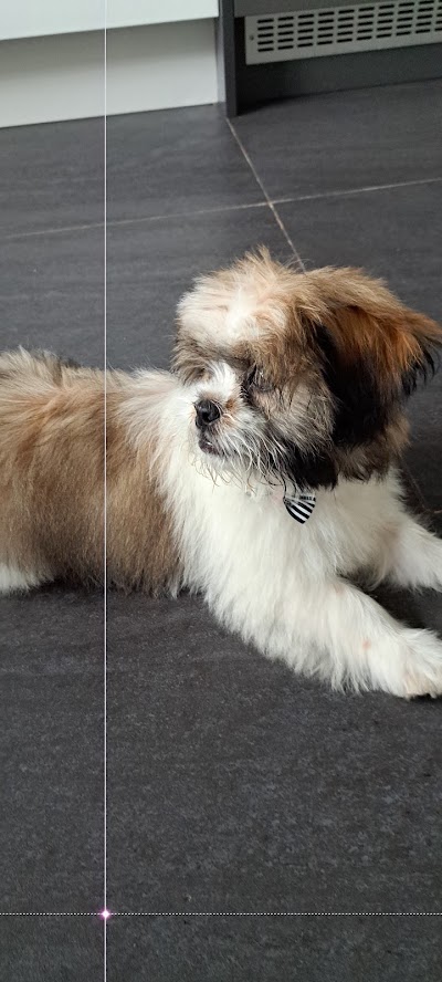 Photo associated with Pawsh Wash Professional Dog Grooming Services