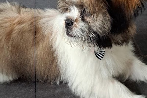 Photo associated with Pawsh Wash Professional Dog Grooming Services