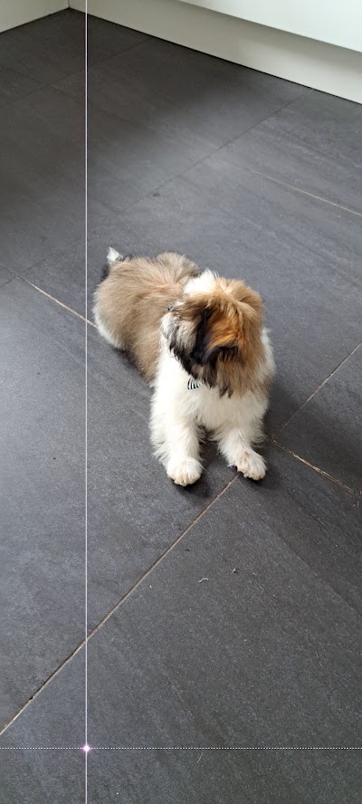 Photo associated with Pawsh Wash Professional Dog Grooming Services