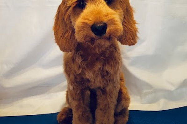 Photo associated with Angela's Dog Grooming