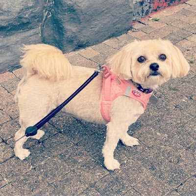 Photo associated with K9 Cuts