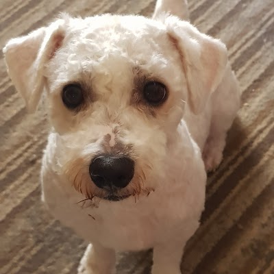 Photo associated with It's A Dogs Life