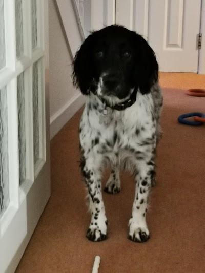 Photo associated with It's A Dogs Life