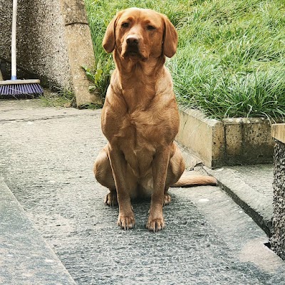 Photo associated with Premier Dog Grooming