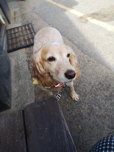 Photo associated with Premier Dog Grooming