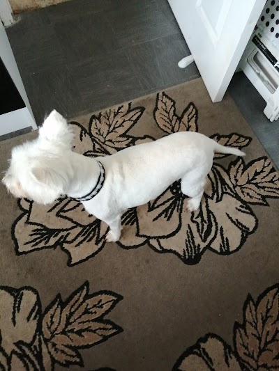 Photo associated with Premier Dog Grooming