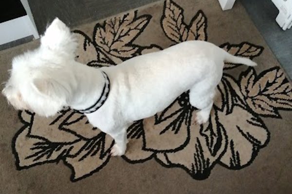 Photo associated with Premier Dog Grooming