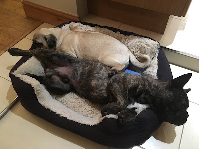Photo associated with Knighton Dog Groomers