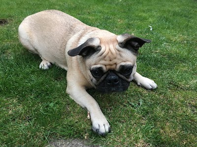 Photo associated with Knighton Dog Groomers