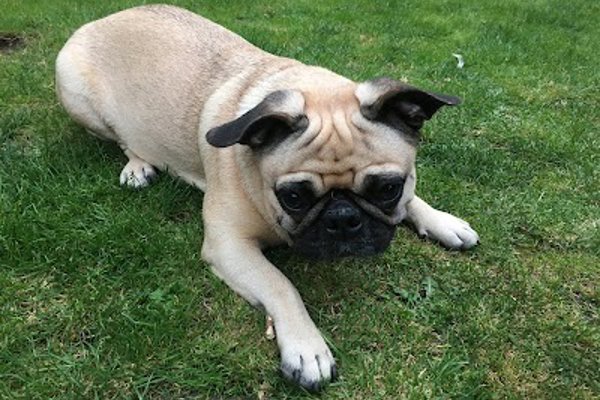 Photo associated with Knighton Dog Groomers