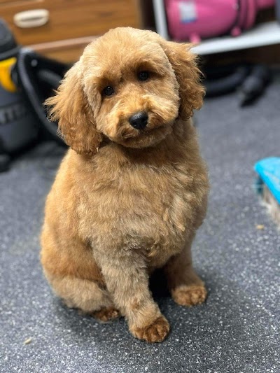 Photo associated with Knighton Dog Groomers