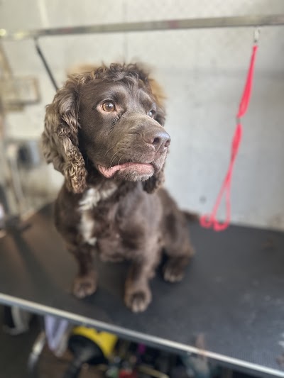 Photo associated with Frizzy Izzy's mobile dog grooming