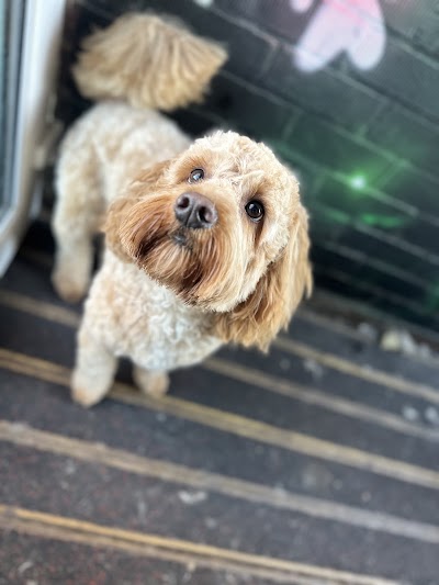 Photo associated with Frizzy Izzy's mobile dog grooming