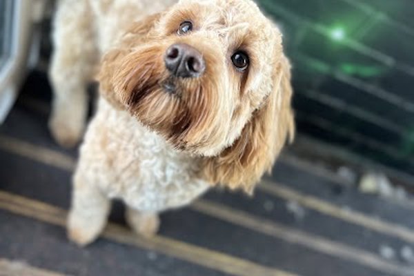 Photo associated with Frizzy Izzy's mobile dog grooming