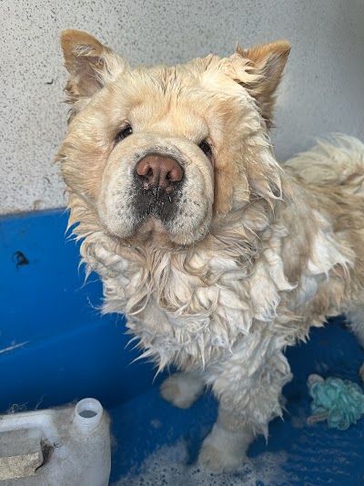 Photo associated with Frizzy Izzy's mobile dog grooming