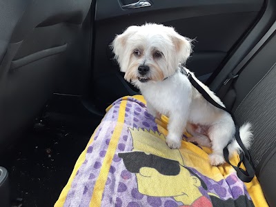 Photo associated with The Puppy Parlour