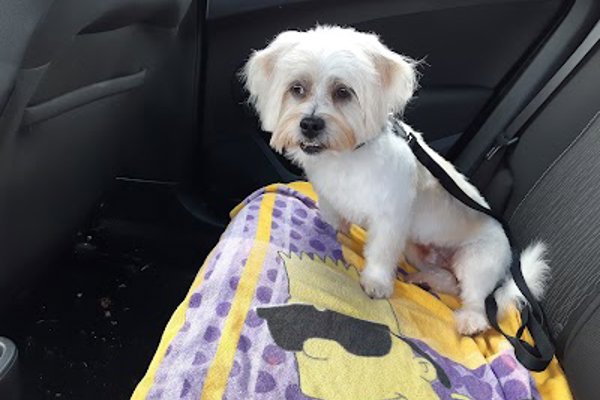 Photo associated with The Puppy Parlour