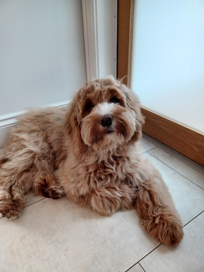 Photo associated with Gentle Paws Dog Grooming Hebburn