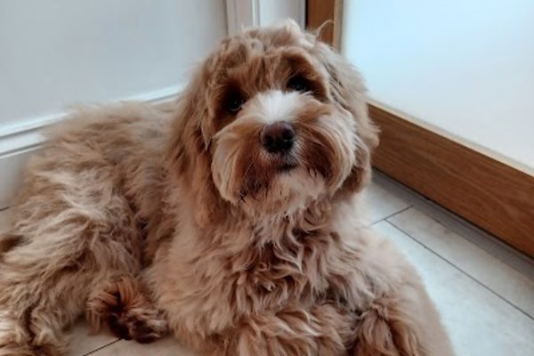 Photo associated with Gentle Paws Dog Grooming Hebburn