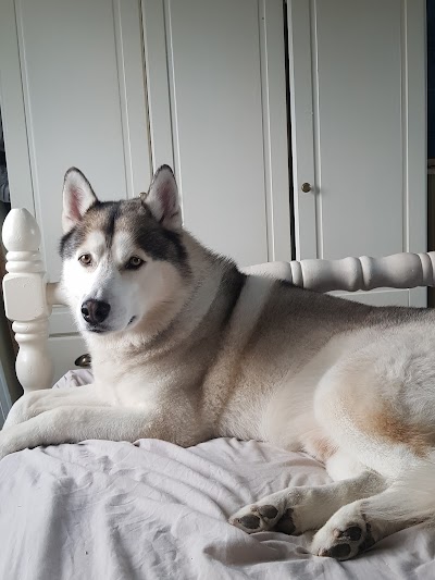 Photo associated with Gentle Paws Dog Grooming Hebburn