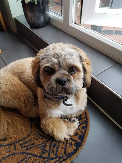 Photo associated with Gentle Paws Dog Grooming Hebburn
