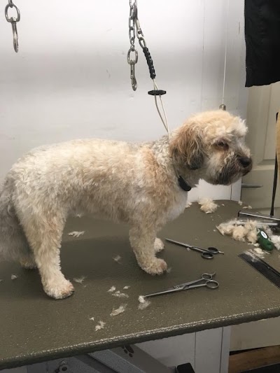Photo associated with Animaltastic Dog Groomers & Pet Sitter