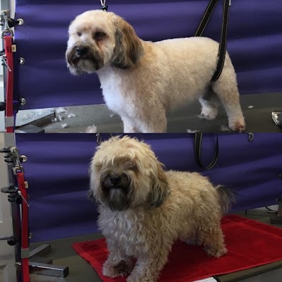 Photo associated with Animaltastic Dog Groomers & Pet Sitter
