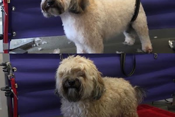 Photo associated with Animaltastic Dog Groomers & Pet Sitter