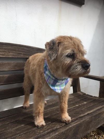 Photo associated with Animaltastic Dog Groomers & Pet Sitter